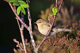 Willow Warbler